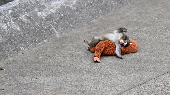 Yavru maymun Punch ilgi oda�� oldu