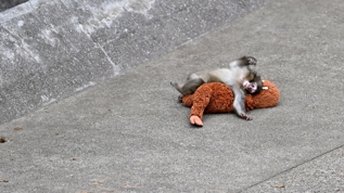 Yavru maymun Punch ilgi oda�� oldu