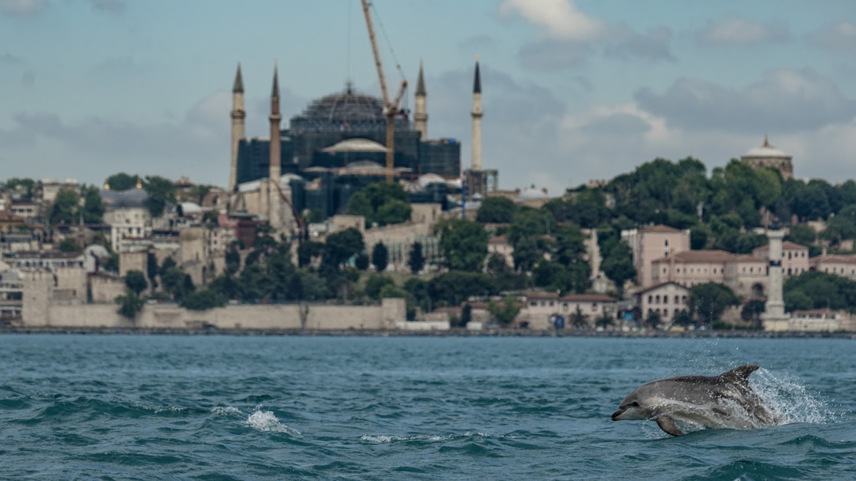 �stanbul Bo�az� turkuaza b�r�nd�! Yunuslardan g�rsel ��len