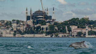 �stanbul Bo�az� turkuaza b�r�nd�! Yunuslardan g�rsel ��len