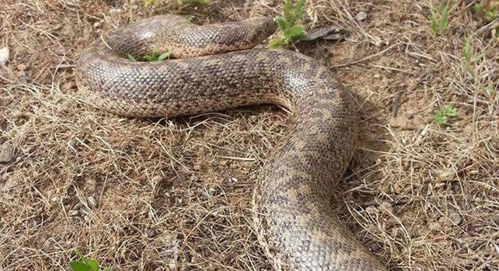 Bitlis'te dev yılan böyle görüntülendi