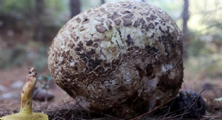 Muğla'da bulundu! 3 kilogram