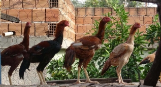 Hobi olarak başladılar, tanesini 50 bin TL'ye satıyorlar