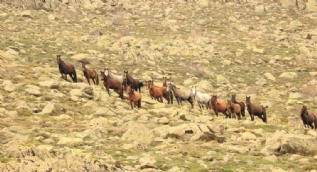 Afyon'da ortaya çıktılar! Fotoğraflara böyle yansıdı...