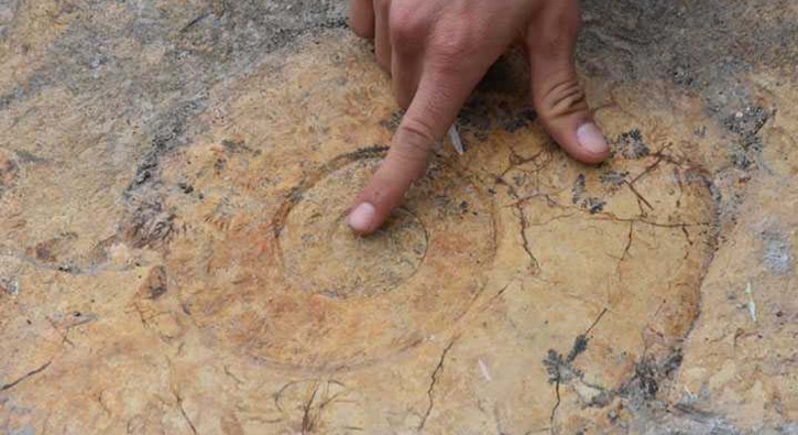 Türkiye'de ilginç keşif: 65 milyon yıllık