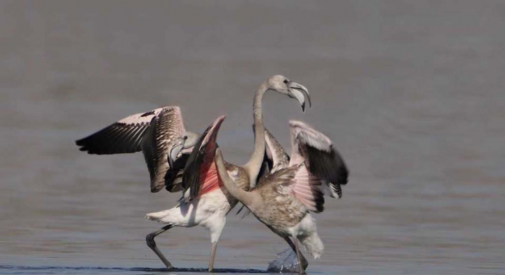 Flamingoların Afrika göçü başladı! Nefis kareler