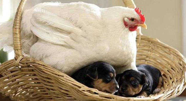 Her canlya annelik yapabilen tavuklar
